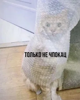 Sticker from МЕМНЫЕ КОТИКИ