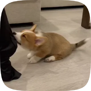 Sticker from puppy ; @iterwxc