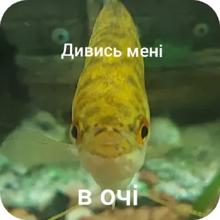 👁 emoji Гурамі золотий | by @MrFaulpelz Telegram sticker 20 of 61