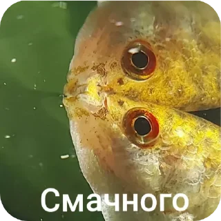😋 emoji Гурамі золотий | by @MrFaulpelz Telegram sticker 8 of 61