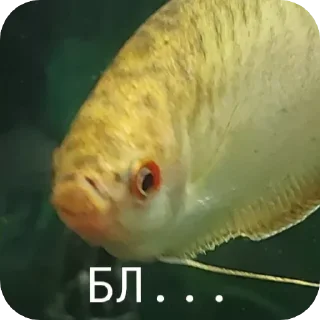 🤬 emoji Гурамі золотий | by @MrFaulpelz Telegram sticker 4 of 61