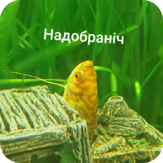 😴 emoji Гурамі золотий | by @MrFaulpelz Telegram sticker 9 of 61