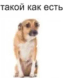 Sticker from shitpost status 🟢 (active)