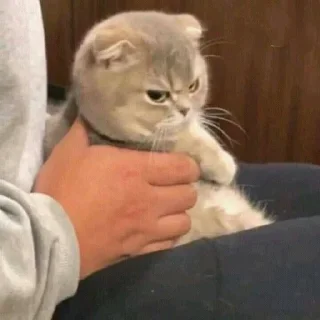 😤 emoji Холодок Telegram sticker 5 of 34