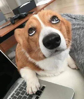 🙄 emoji Холодок Telegram sticker 19 of 34