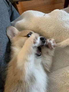 🤬 emoji Холодок Telegram sticker 22 of 34