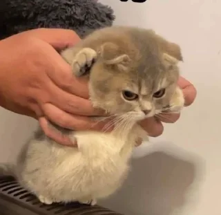 😑 emoji Холодок Telegram sticker 7 of 34