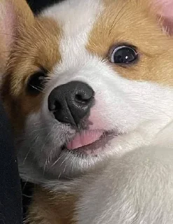 ☺️ emoji Холодок Telegram sticker 14 of 34