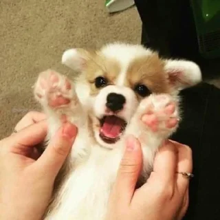 🥳 emoji Холодок Telegram sticker 17 of 34