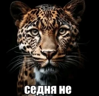 Sticker from Мэмы