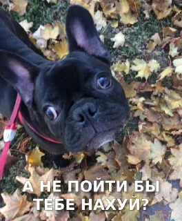 🤫 emoji Вахуе Telegram sticker 7 of 80