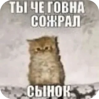 🐱 emoji Обдристыш Telegram sticker 17 of 113