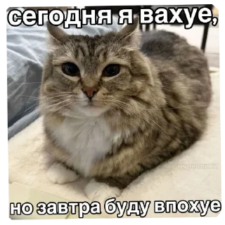 🐱 emoji Обдристыш Telegram sticker 23 of 113