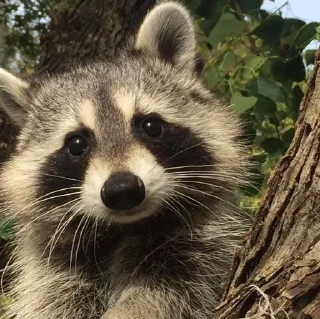 🩶 emoji raccoons Telegram sticker 6 of 32