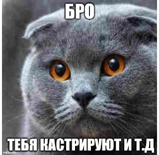 Sticker from Бро и тд.