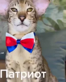 🇷🇺 emoji Video Favorite stickers Telegram sticker 4 of 48