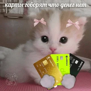 Sticker from Котячьи пикчи @nastikxx00