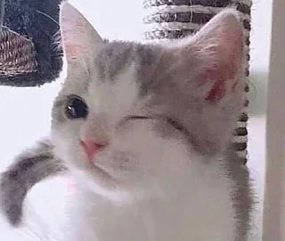 😉 emoji Мемные котики @anime_sticks Telegram sticker 10 of 20