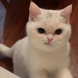 🤨 emoji Мемные котики @anime_sticks Telegram sticker 13 of 20