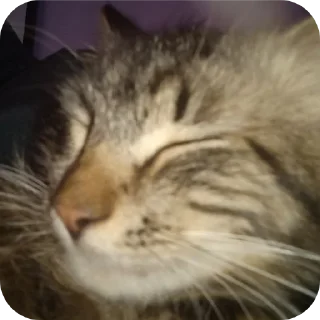 🐱 emoji 😺 ➡️ @Ctikerubot Telegram sticker 15 of 34