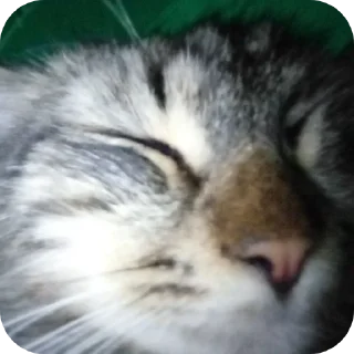 👍 emoji 😺 ➡️ @Ctikerubot Telegram sticker 2 of 34