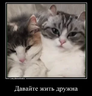 😱 emoji Любимые огурчика ➡️ @Ctikerubot Telegram sticker 18 of 51