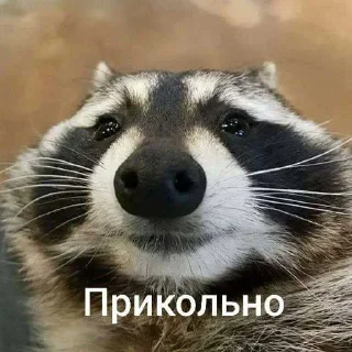 🥹 emoji енотики ➡️ @Ctikerubot Telegram sticker 1 of 59