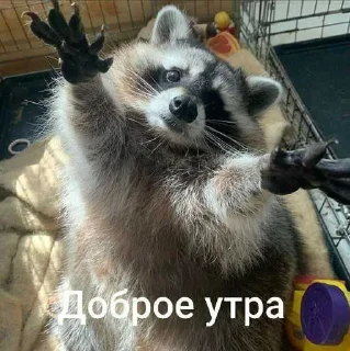 🥹 emoji енотики ➡️ @Ctikerubot Telegram sticker 4 of 59