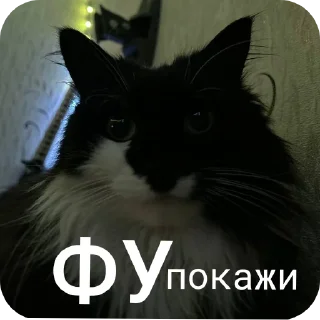 Sticker from Кошка Глория