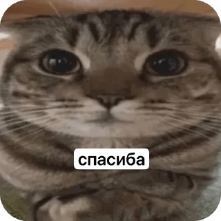 🫥 emoji KEVIN SUKA ➡️ @Ctikerubot Telegram sticker 16 of 23