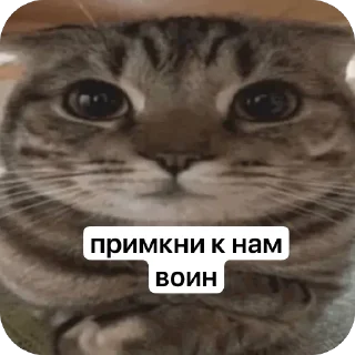🫥 emoji KEVIN SUKA ➡️ @Ctikerubot Telegram sticker 21 of 23