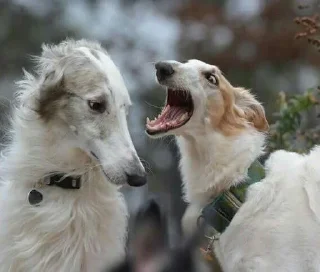 🌟 emoji Собачий ангел Telegram sticker 12 of 54