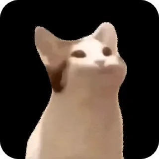 🌟 emoji Мемные коты (@lckvvv) Telegram sticker 18 of 19
