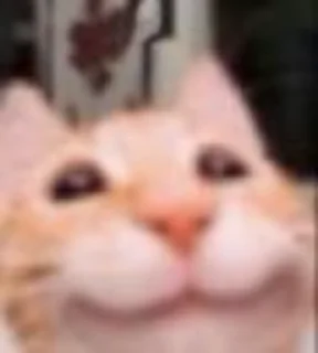 😸 emoji Мемные коты (@lckvvv) Telegram sticker 12 of 19