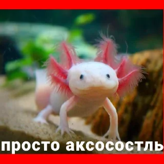 🦎 emoji Эдик❤️ Telegram sticker 22 of 35
