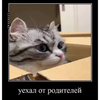 🤿 emoji Лучьше стикеры - @lovesticers Telegram sticker 16 of 40