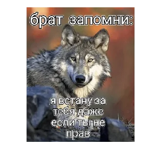 💋 emoji Цитаты волка Telegram sticker 2 of 13