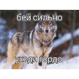 😭 emoji Цитаты волка Telegram sticker 5 of 13