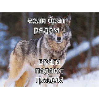 😡 emoji Цитаты волка Telegram sticker 10 of 13