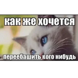 🫣 emoji Больше стиков тут: @stickery_stickers Telegram sticker 16 of 120
