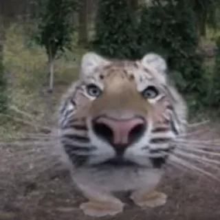 🐯 emoji памяти бобира... Telegram sticker 21 of 118