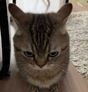 😡 emoji САМЫЕ ПИЗДАТЫЙ НАБОР СТИКЕРОВ Telegram sticker 24 of 105