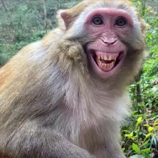 😡 emoji @s1ctnn pizdataya by @offstikbot Telegram sticker 15 of 42