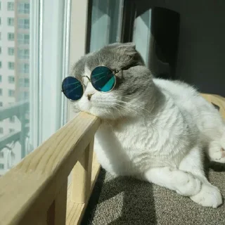 😎 emoji Cat sticker by @sticker_pack_channel — @stckrRobot Telegram sticker 16 of 120