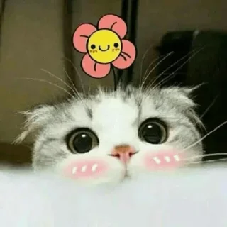 ☺️ emoji Cat sticker by @sticker_pack_channel — @stckrRobot Telegram sticker 24 of 120