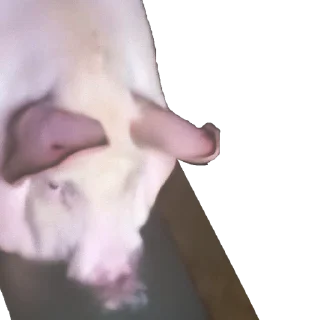 😗 emoji Мой ВИДЕО стикерпак @moyi_stikery_bot Telegram sticker 2 of 34