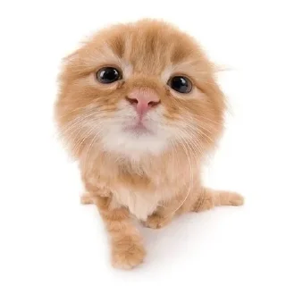 😺 emoji animal pfp 💋 :: @sparclees Telegram sticker 9 of 27