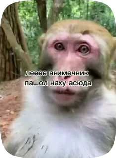 🐒 emoji Больше стиков тут: @stikery4 Telegram sticker 20 of 27