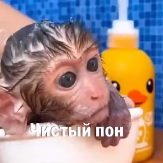 🧼 emoji Анонимный чат: @anonimnyi_chatbot 💓 Telegram sticker 2 of 46