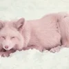 Веселые белые лисы! sticker preview 2